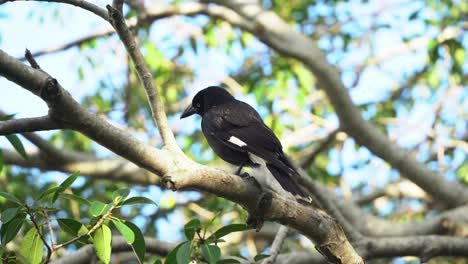 Selective-focus-close-up-shot-of-a-crowlike-bird,-pied-currawong,-strepera-graculina-with-distinctive-yellow-irises-perching-on-the-swaying-tree-branch-under-beautiful-sunlight-with-summer-breeze