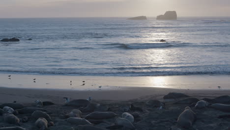 Descending-shot-of-Sunset-to-Elephant-Seals-on-a-beach-located-at-Elephant-Seal-Vista-Point-Beach