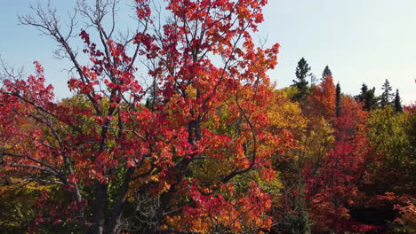 Die-Drohne,-Die-In-Der-Nähe-Eines-Baumes-Mit-Prächtigen-Roten-Und-Orangefarbenen-Blättern-Fliegt,-Zeigt-Später-Die-Weite-Landschaft-Des-Algonquin-Provincial-Park,-Ontario,-Kanada