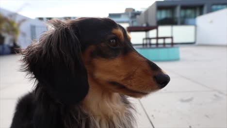 Kleiner-Flauschiger-Hund-Draußen-Auf-Der-Terrasse,-Nahaufnahme