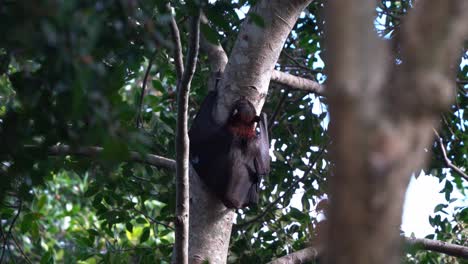 Exotic-wild-fruit-bat,-black-flying-fox-climbing-the-tree,-using-its-claws-to-grip-on-tree-bark,-selective-close-up-shot