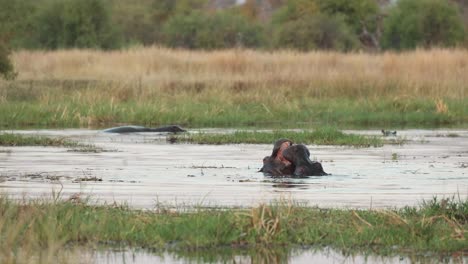 Dos-Jóvenes-Hipopótamos-Luchando-Tranquilamente-En-El-Río-Khwai-Al-Amanecer,-En-Un-Safari-En-Botswana