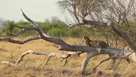 Beautiful-leopard-lying-on-a-fallen-tree,-surveying-the-golden-landscape,-Khwai-Botswana