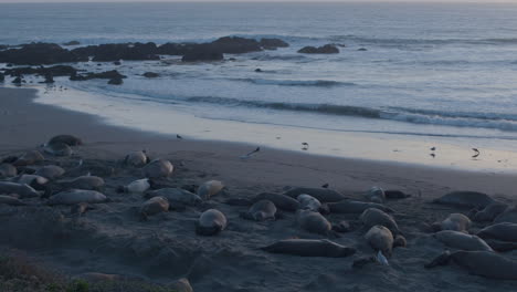 Stationary-slow-motion-shot-of-Seagulls-flying-and-Elephant-Seals-laying-on-the-beach-with-waves-crashing-against-the-rocks-in-the-background