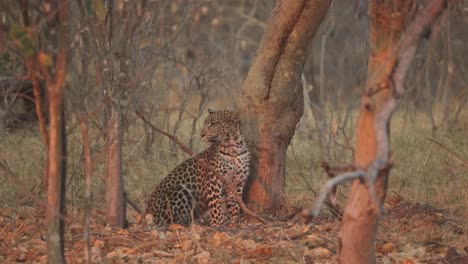 An-alert-leopard-in-late-afternoon-light,-sitting-at-the-base-of-a-tree-and-looking-around,-Khwai,-Botswana