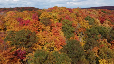 Drone-flyover-wild-forest-densely-covered-with-beautiful-autumn-trees-in-various-deciduous-vegetations,-capturing-natural-landscape-of-Algonquin-Provincial-Park,-Muskoka-Region,-Ontario,-Canada