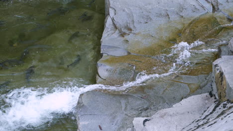 Coho-Lachse-Ruhen-Sich-Unter-Einem-Kleinen-Wasserfall-Aus,-Bevor-Sie-Ihre-Laichreise-Fortsetzen