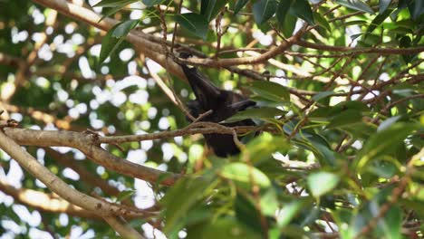 Camera-peeking-through-green-foliages,-capturing-exotic-wild-fruit-bat,-black-flying-fox-moving-motion,-walking-across-the-tree-using-its-claws-to-grip-on-twig-under-sunlight,-selective-close-up-shot