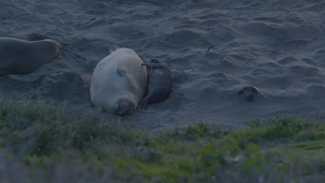 Stationary-slow-motion-shot-of-parent-Elephant-seal-and-baby-Elephant-seal-laying-on-the-beach-together