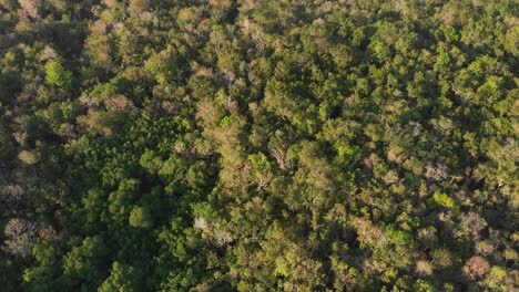 Drohnenaufnahme-Eines-Waldes-In-Cenote-Tortuga,-Tulum-Mexiko