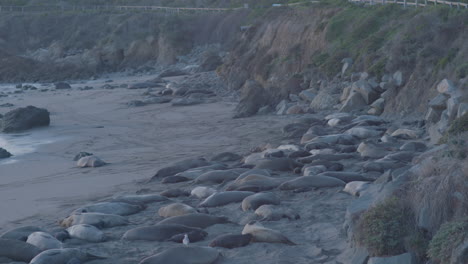 Slow-panning-shot-of-Elephant-Seals-laying-on-the-beach-located-at-Elephant-Seal-Vista-Point-Beach
