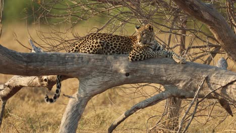 A-watchful-leopard-resting-in-a-fallen-tree-in-golden-light,-Khwai,-Botswana