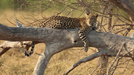 Young-sleeping-leopard-in-fallen-tree-hears-something-and-looks-around,-Khwai-Botswana
