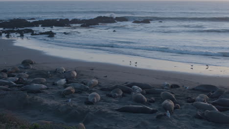 Stationary-slow-motion-shot-of-Elephant-Seals-and-flying-seagulls-located-at-Elephant-Seal-Vista-Point-Beach