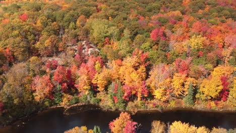 Aerial-birds-eye-view-capturing-beautiful-dense-deciduous-forest-with-tree-in-vibrant-autumn-colors-in-Muskoka-region,-Algonquin-provincial-park,-Ontario,-Canada