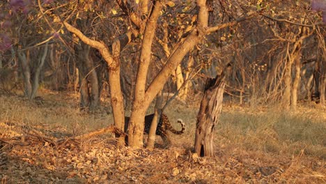 Solitary-leopard-sniffing-tree-stump-in-golden-light-then-walking-away,-Khwai,-Botswana