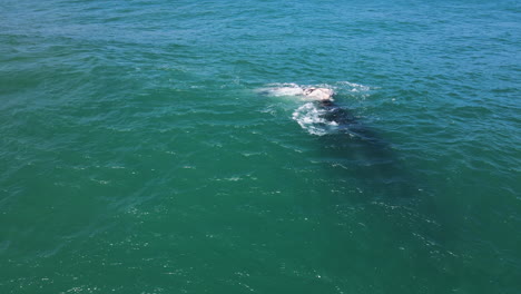 Southern-Right-whale-with-rare-brindle-calf-in-aquamarine-water