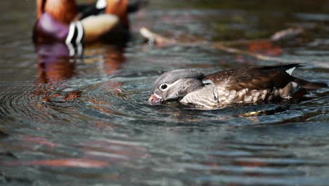 Mallard-duck-submerge-head-under-water-hunting-food-in-slow-motion