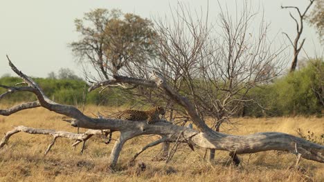 Wide-clip-of-a-leopard-resting-on-the-trunk-of-a-dead-fallen-tree-in-Khwai,-Botswana