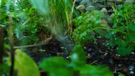 Aufnahmen-Von-Pflanzen-In-Einem-Garten,-Die-Bewässert-Werden,-Um-Schnell-Gemüse-Anzubauen