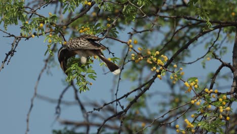 One-grey-hornbill-balancing-on-an-acacia-branch-eating-flowers,-Khwai-Botswana
