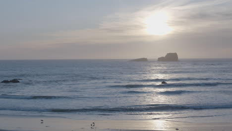Stationary-shot-of-seagulls-walking-along-the-beach-with-sunsetting-in-the-background-of-Elephant-Seal-Vista-Point-Beach