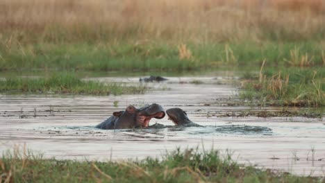 Two-hippos-play-fighting-in-the-Khwai-River-while-another-looks-on-behind,-Khwai-Botswana