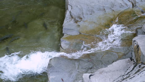 Laichender-Coho-Lachs-Kämpft-Sich-Seinen-Weg-Den-Kleinen-Wasserfall-Hinauf,-Der-über-Felsen-Fließt