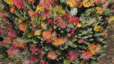 Luft-Majestätisch-Herbst-Wildnis-Wald-Farben-Von-Oben