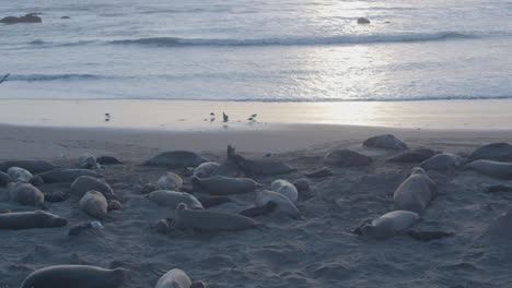 Ascending-shot-of-Elephant-Seals-fighting-on-a-beach-with-sunset-in-the-background-located-at-Elephant-Seal-Vista-Point-Beach