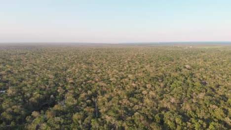 Espesas-Copas-De-árboles-De-La-Selva-Tropical-Sobre-Cenotes-En-Tulum,-México
