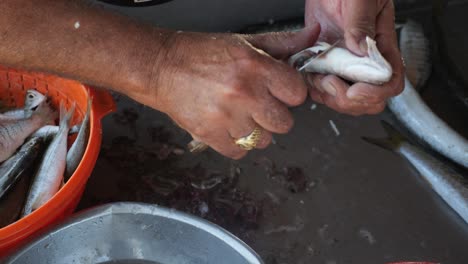 Close-up-of-a-fisherman-gutting-and-cleaning-a-fresh-fish-on-the-boat