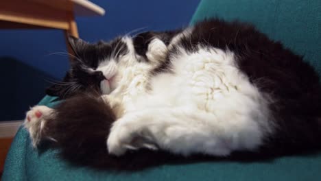 Handaufnahme-Einer-Erwachsenen-Schwarz-weißen-Katze,-Die-Sich-Auf-Einem-Blauen-Sitzkissen-Räkelt