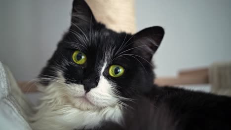 Close-up-shot-of-a-cute-black-and-white-cat-with-green-eyes