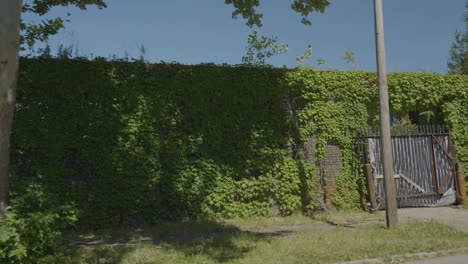 Panning-footage-of-ivy-brick-wall-located-in-Cleveland-Ohio