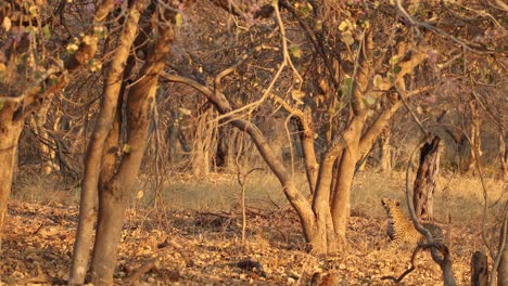 Junger-Leopard,-Der-Aus-Einem-Baum-Fällt-Und-Wieder-Aufspringt,-Ein-Eichhörnchen-Jagend,-In-Khwai,-Botswana