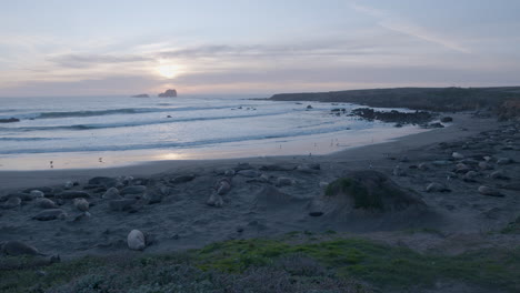 Panning-shot-of-Elephant-seals-laying-on-the-beach-with-sunset-in-the-background-located-at-elephant-Seal-Vista-Point-Beach