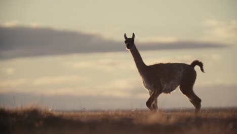 Lama-walking-through-southern-Argentina-during-Sunrise-in-Slow-Motion