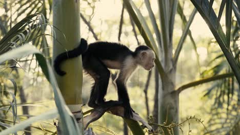 Ein-Affe,-Der-Während-Des-Sonnenuntergangs-Im-Dschungel-In-Costa-Rica-Auf-Bäume-Klettert-Und-Früchte-Kaut