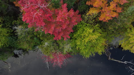 Blick-Von-Oben-Auf-Einen-Stillen-See-Mit-Umgestürzten-Bäumen-Neben-Einem-Herbstlichen-Gelben-Wald
