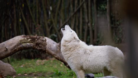 White-Arctic-Wolf,-Polar-Wolf-Howling,-Canis-Lupus-Arctos