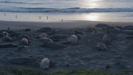 Stationary-slow-motion-shot-of-Elephant-Seals-and-seagulls-located-at-Elephant-Seal-Vista-Point-Beach