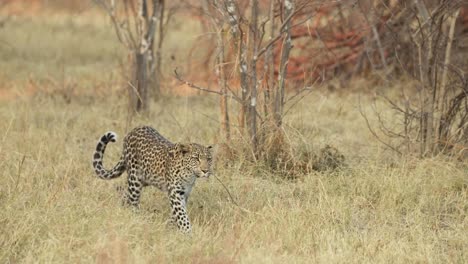 Slow-motion-clip-of-a-leopard-walking-through-yellow-grass-in-daylight,-ears-flicking-away-flies,-Khwai-Botswana