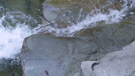 Coho-Lachse-Springen-Einen-Kleinen-Wasserfall-Hinauf-Und-Kämpfen-Sich-Stromaufwärts-In-Richtung-Laichplätze