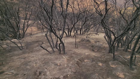 Toter-Wald-Mit-Trocken-Verbrannten-Bäumen-In-Der-Wüste