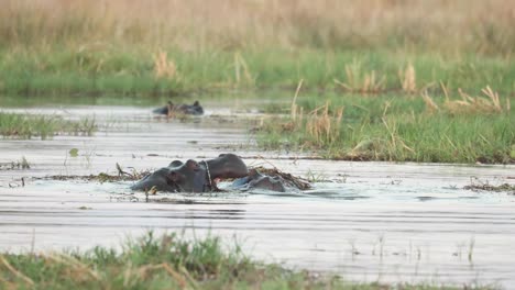 Two-hippos-tussling-in-the-water-with-mouths-wide-open-in-Khwai,-Botswana