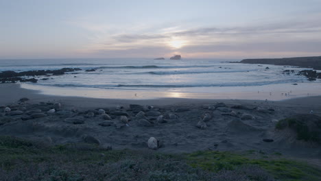 Panning-shot-of-Elephant-Seals-laying-on-the-beach-located-at-Elephant-Seal-Vista-Point-Beach-at-sunset