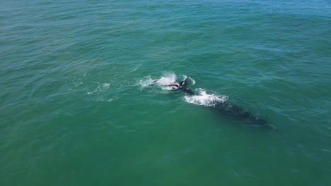 Drone-view-of-brindle-whale-with-its-Southern-Right-mom,-aquamarine-ocean---whale-season-in-Hermanus,-Western-Cape,-South-Africa