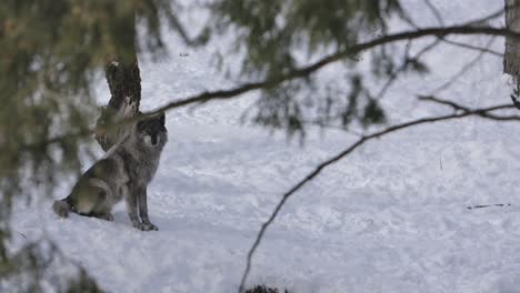grey-wolf-in-forest-looks-at-you-slomo