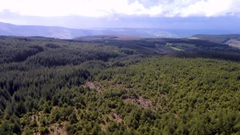 flying-over-pine-trees-in-Wicklow---Ireland